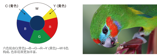 DLP BrilliantColor™技术